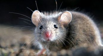 Febbre da topo: cos’è e come si trasmette il nuovo virus che spaventa l’Europa?