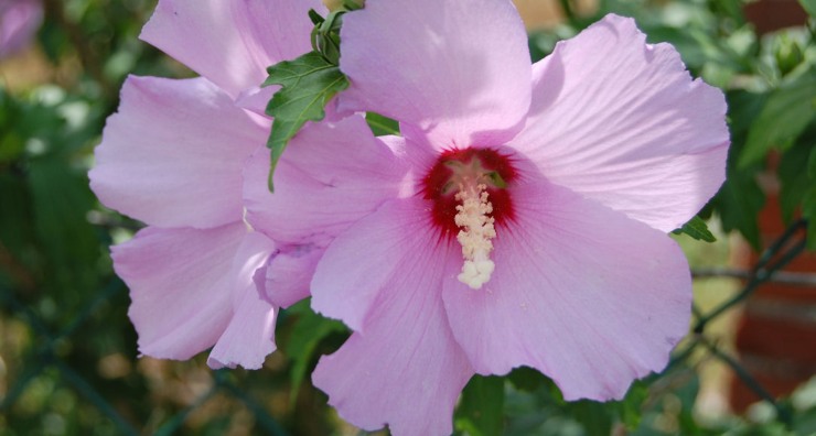 Fiore di ibisco